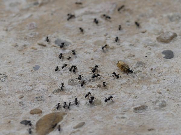 <h3><a href="/trips/ebro/biota/animalia/arthropoda/insecta/hymenoptera/formicidae/lasius fuliginosus/lasius fuliginosus-nl.html">Lasius&nbsp;fuliginosus</a> / Jet&nbsp;ant / Glanzende&nbsp;houtmier</h3>OM-1 Mark II met OLYMPUS M.300mm F4.0, 1/3200 sec  bij F5.0, ISO 200, afstand 3.32&nbsp;m